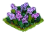 lilac_Icon.png