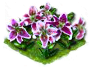 lily_Icon.png