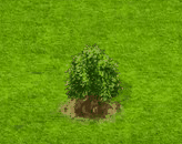 Linde.gif
