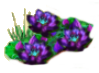 Lotus.png