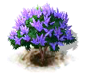Mönchspfefferbaum.png