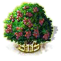 Macadamia xxl.png