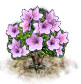 Magnolienbaum.png