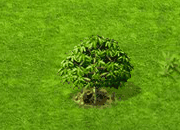 Mahagonibaum.gif