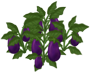 malala_eggplant_layer3.png