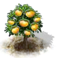 Mandarinenbaum.png