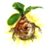 mandragora.png