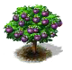 Mangostanbaum.png