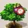 Mangostanfrucht.png