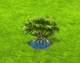 Mangrovenbaum.gif