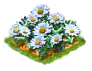 marguerite_Icon.png