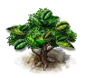 Matebaum.png