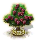 Maulbeerbaum XXL.png