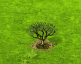 Mongongo-Baum.gif