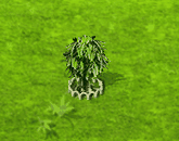 montezumacypress_upgrade_1.gif