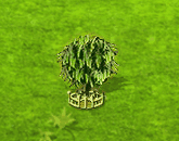 montezumacypress_upgrade_2.gif