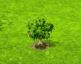 Nektarinenbaum.gif