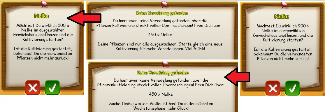 Nelkenveredelung 01.jpg