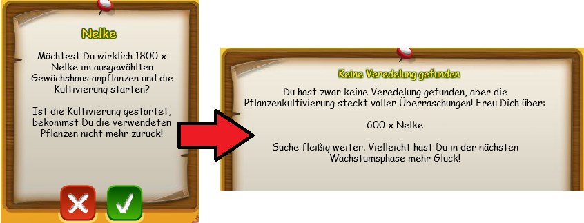 Nelkenveredelung 02.jpg