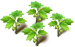nipplefruit_plant_layer1[1].png