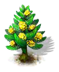 norfolkpine_upgrade_0.png