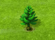 Norfolktanne.gif