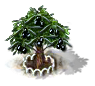Olivenbaum XL.png