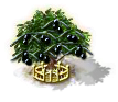 Olivenbaum XXL.png