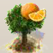 Orange.png