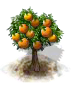Orangenbaum.png