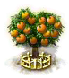 Orangenbaum XXL.png