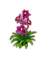 orchid_redhelleborine.png