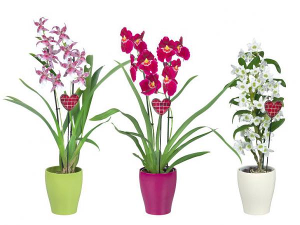 Orchidee.jpg