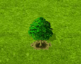 Palmweide.gif
