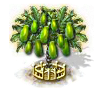 Papayabaum xxl.png