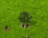 Pappelpflaumenbaum.gif