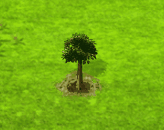 Paranussbaum.gif