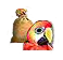 parrotfeed.png