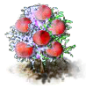 peach_Icon.png