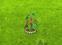 philodendronatabapoense_upgrade_1.gif