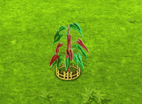 philodendronatabapoense_upgrade_2.gif