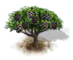 Pinie.png