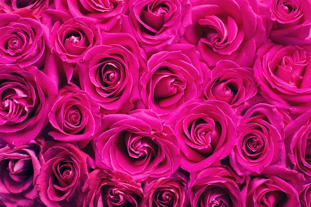 pink-g4e848b01c_640.jpg