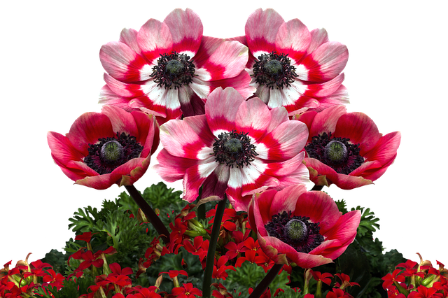 poppies-2680351_640.png