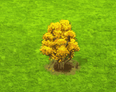 populuseuphratica_upgrade_0.gif
