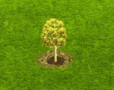 populustremuloides_upgrade_0.gif
