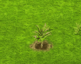 rafiapalm_upgrade_0.gif