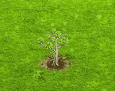 rainboweucalyptus_upgrade_0.gif
