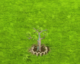 rainboweucalyptus_upgrade_1.gif