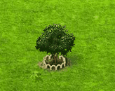 Rambutanbaum XL.gif